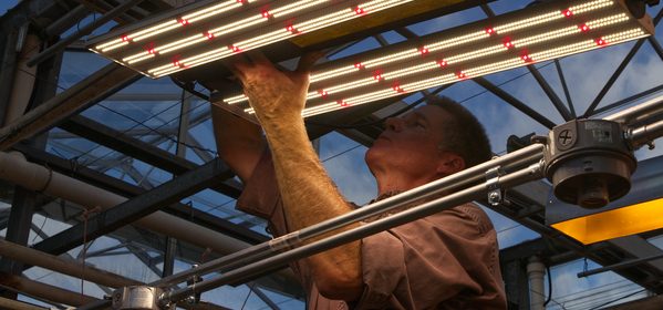 CANR_PLSC_LED-Lights-Donation_VOLT-Grow_Qingwu-Meng_102721 Bill Bartz installs new LED lights in Fischer Greenhouse No. 5.