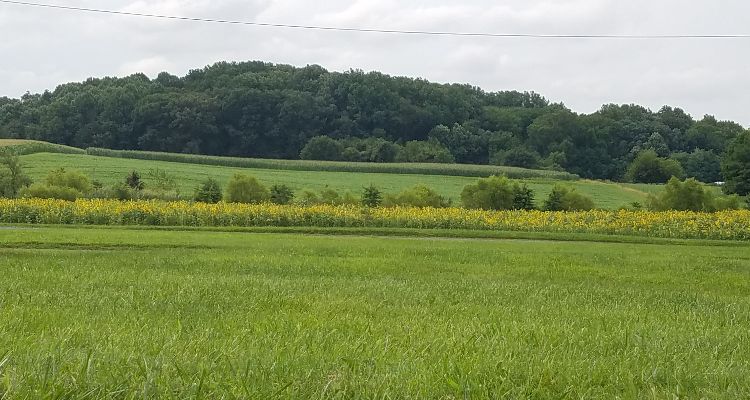 Sunflower field on South Campus nearest Route 72