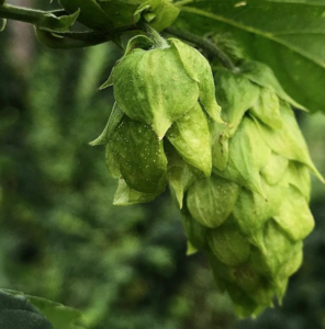 The flower of a hop plant