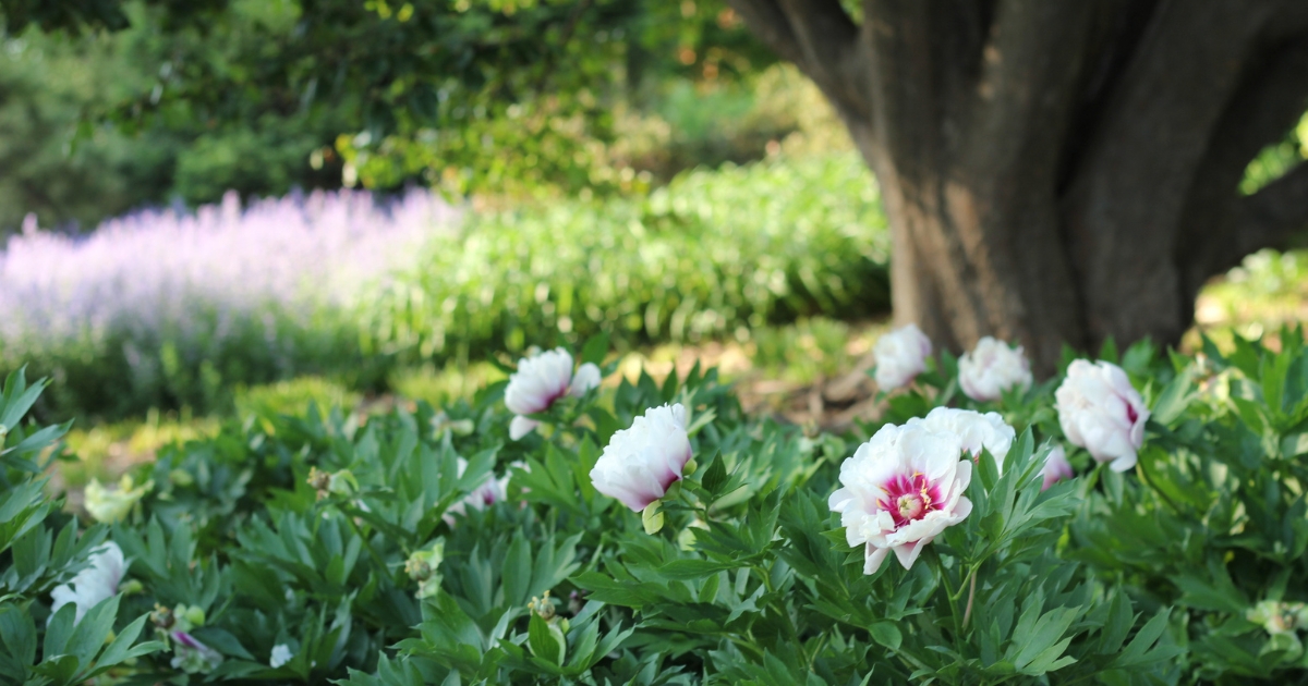 Flowers in a garden