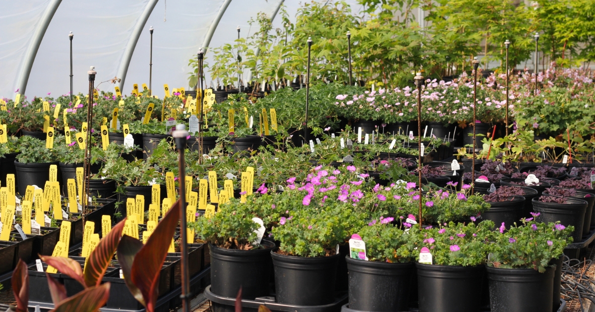 A plant sale