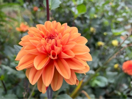 An orange flower