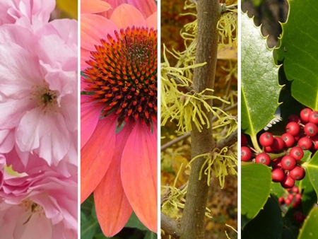 A collage of plants.