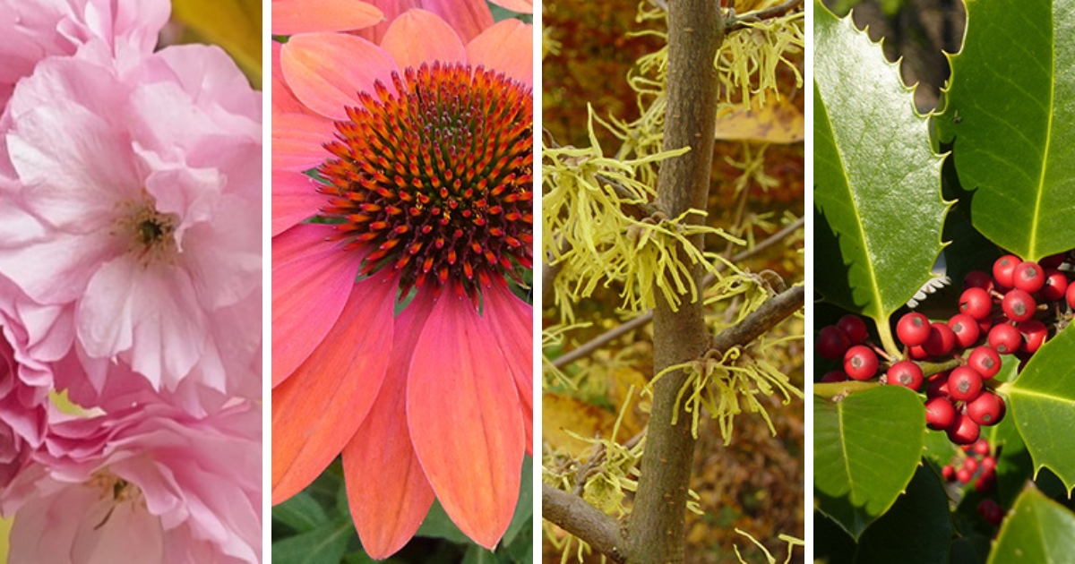 A collage of flowers