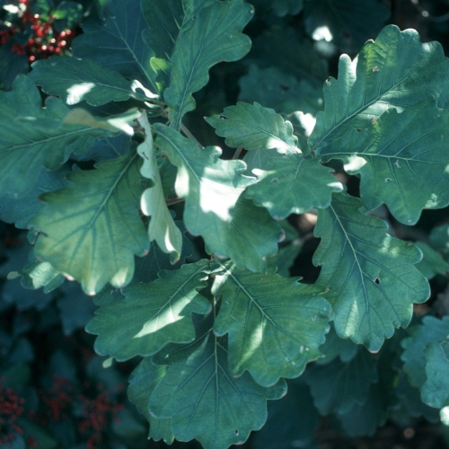 Oaks (Quercus sp.)