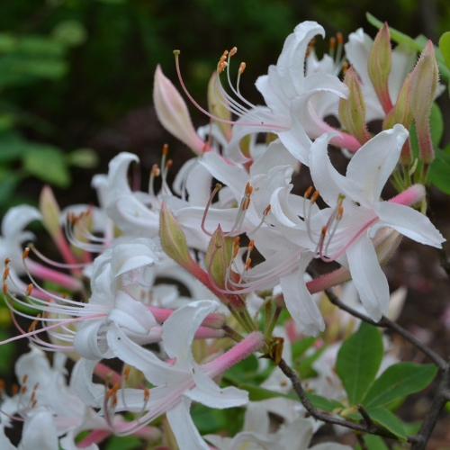 Rhododendron (Rhododenron sp.)