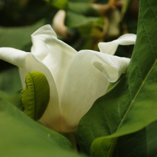 Magnolia (Magnolia sp.)