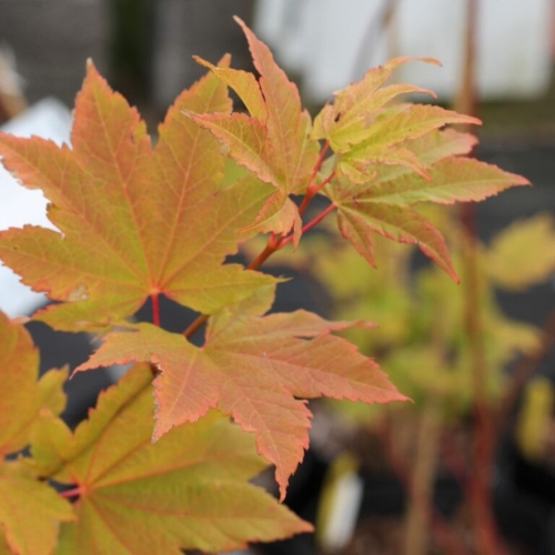 Maple (Acer sp.)