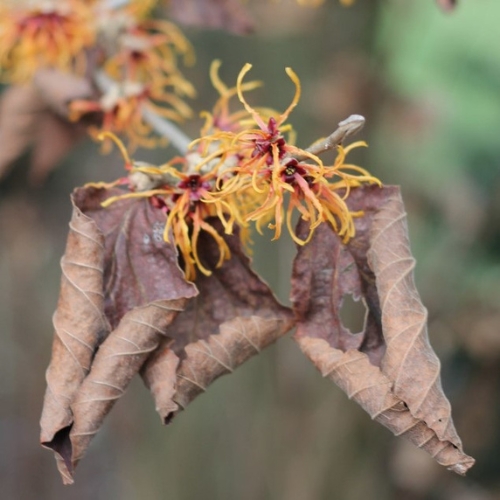 Witch Hazel (Hamamelis sp.)