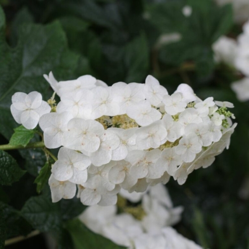 Hydrangea (Hydrangea sp.)