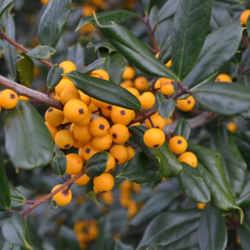 Holly (Ilex sp.)