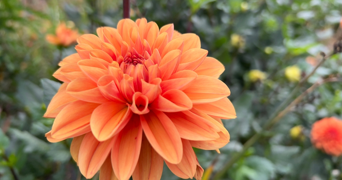 An orange flower