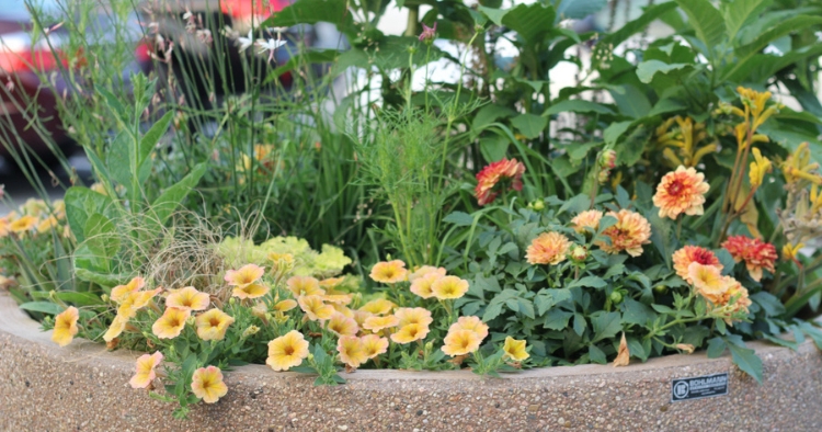 Planters & Seasonal Displays in the Townsend Hall parking lot