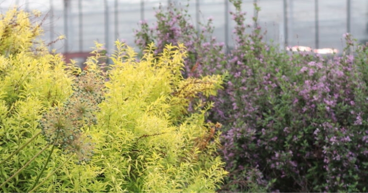The Fischer Greenhouse Garden
