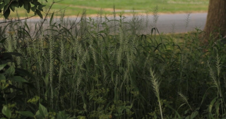 The Lepidoptera Habitat Trail