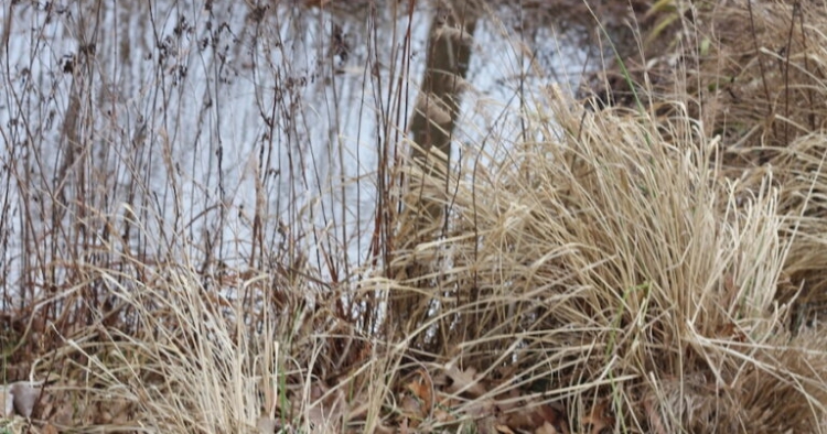 The wetlands