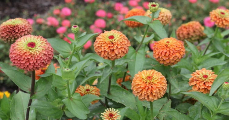 The Trial Garden