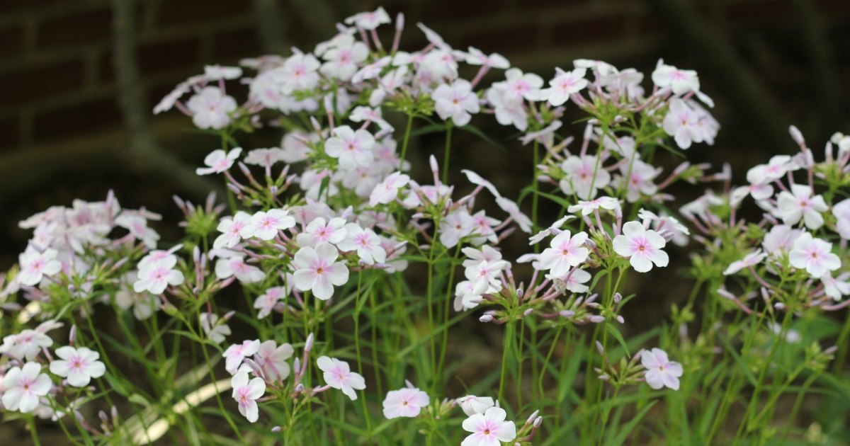 A photograph of flowers in the gardens.