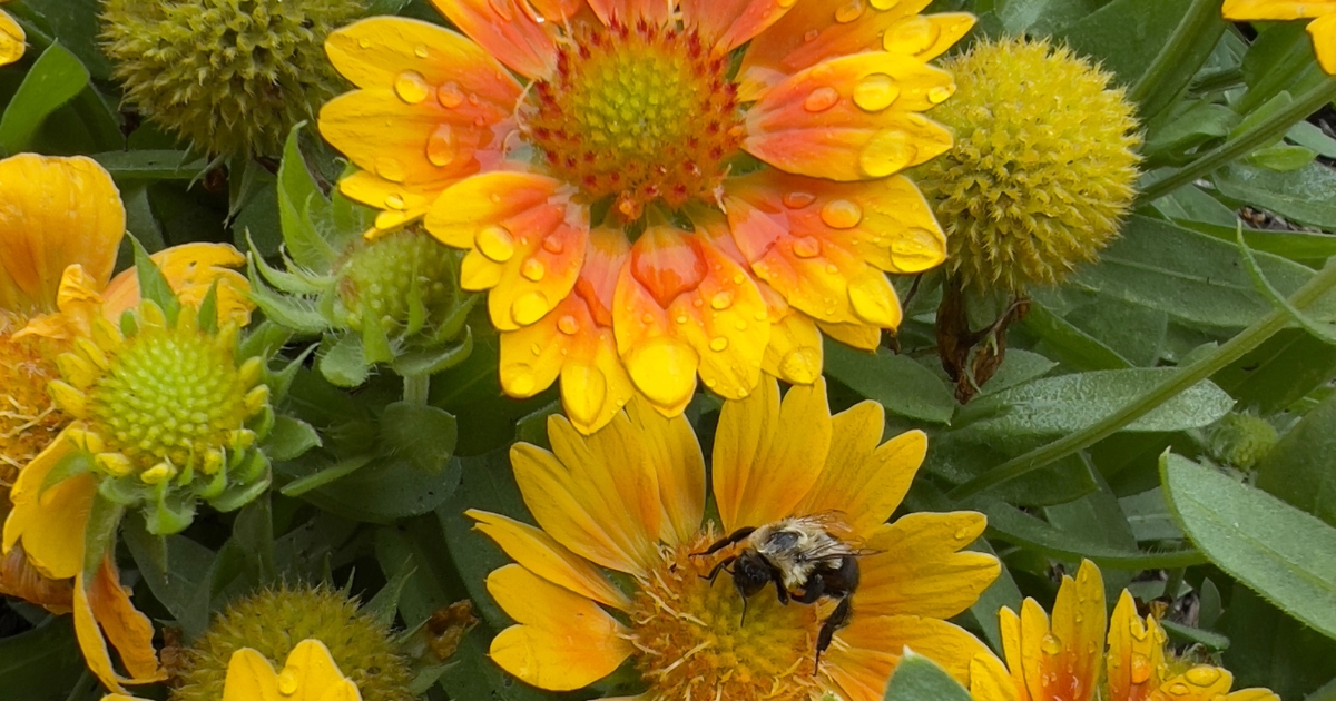 A bee on damp flowers