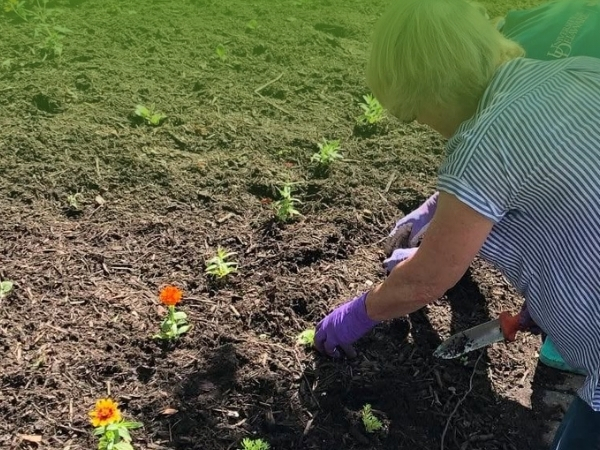 A woman planting flowers at home.
