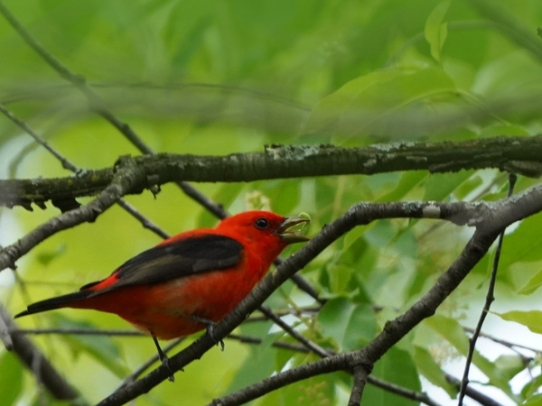 A scalet tanager