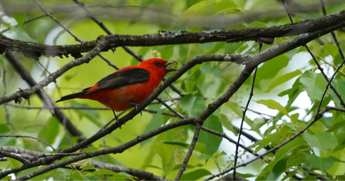 A scarlet tanager in a tree.