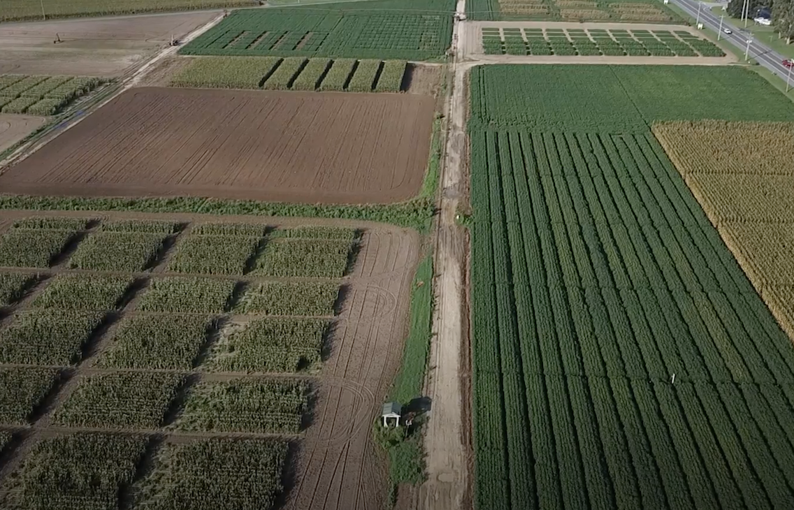 drone view of different crops plots undergoing research trials