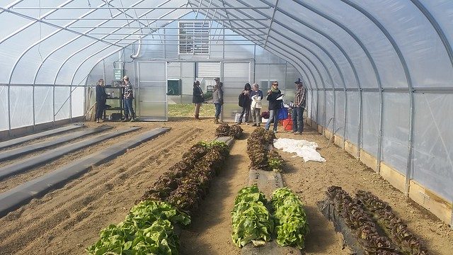 Photo of the inside of a high tunnel showing sustainable plant growth