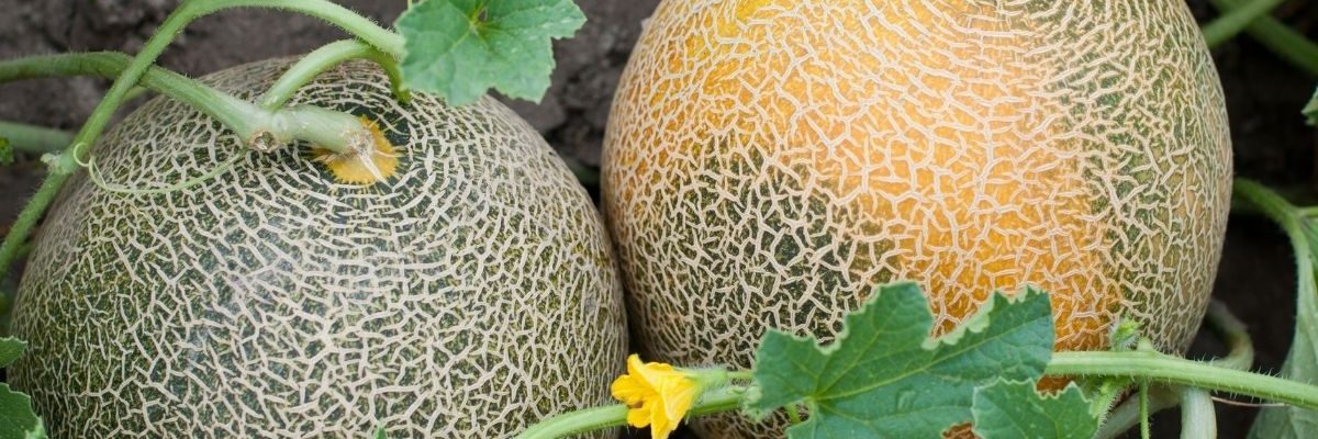 Melons growing in a garden.