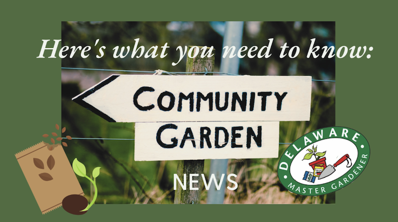 Header that reads: "Here's what you need to know: Community Garden"