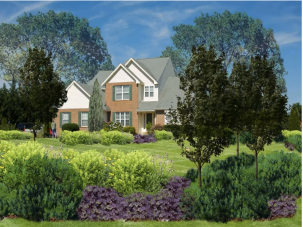 Photo of shrubs