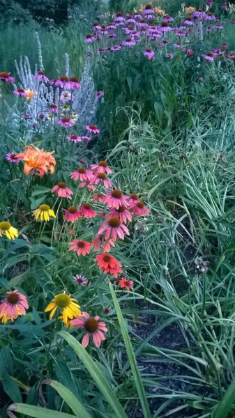 Yellow and Pink Cone Flowers