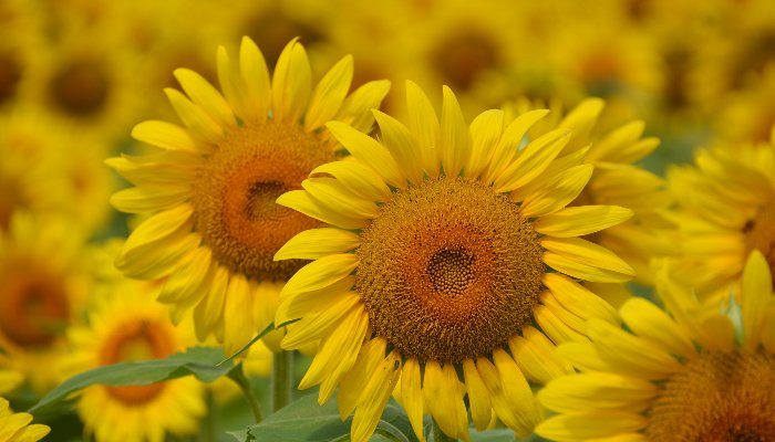 Sunflowers