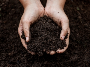 A closeup of someone holding a scoop of soil in their hands