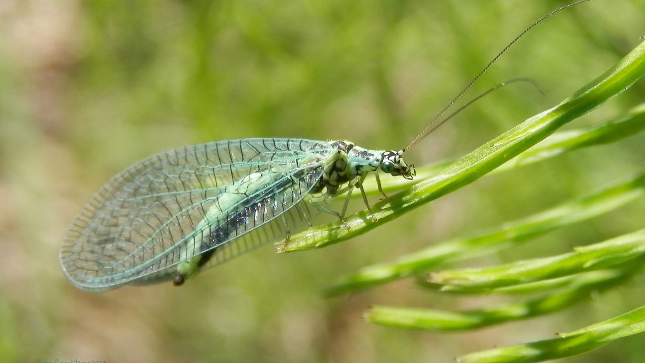 Greenlace Wing insect