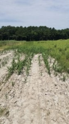 Dried out plot with growth in the back