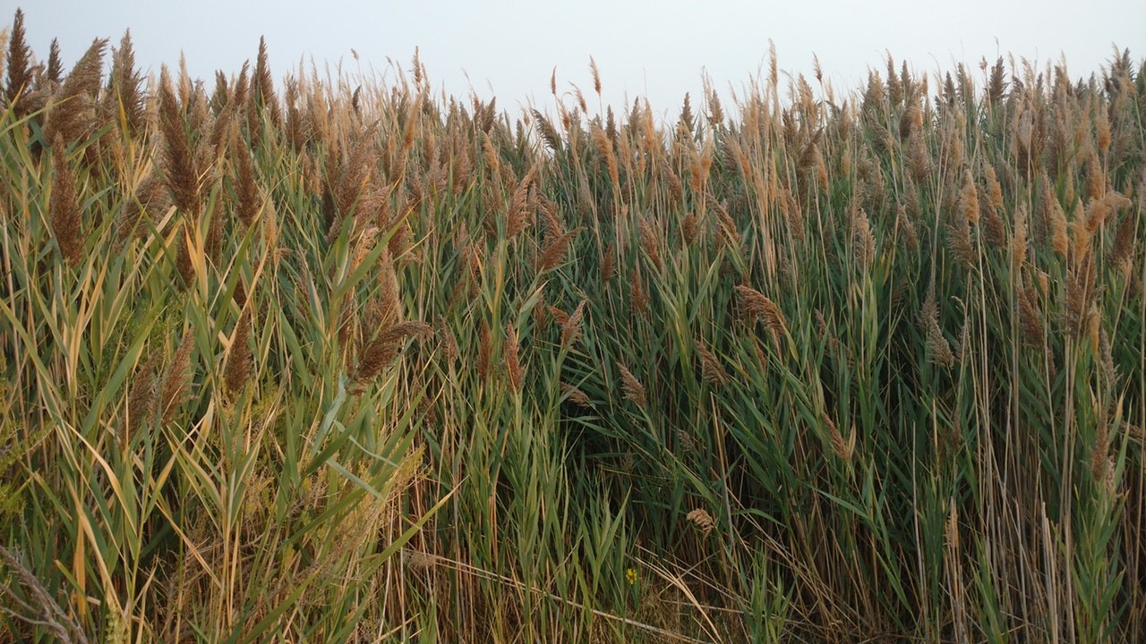 field of pampas grass