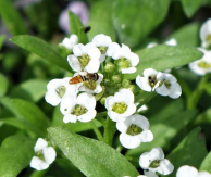 Syrphid or hover fly on alyssum flower