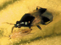 Orius predatory bug feeding on thrips