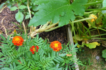 Marigolds planted with squash