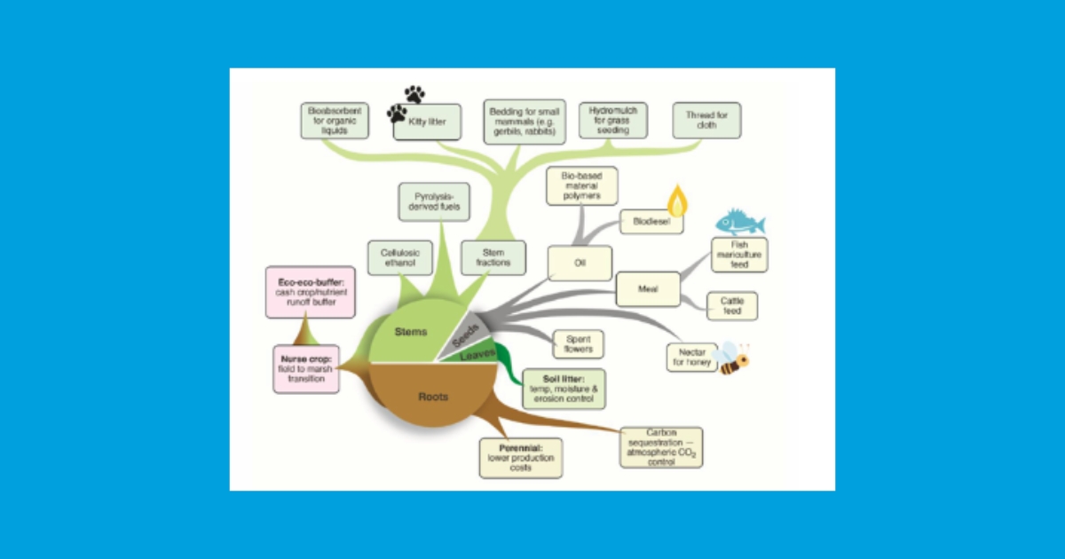 Figure 1: The diagram shows our latest array of products and services identified for seashore mallow. Some are well researched and some are not yet examined in depth.