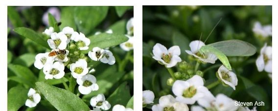 Left: Syrphid or hover fly on alyssum flower. Right: Lacewing on alyssum flower.