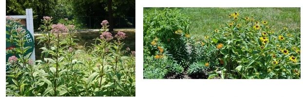 Perennial flower border in the Master Gardener Vegetable and Fruit Demonstration Garden in Newark