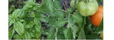 basil planted with tomatoes