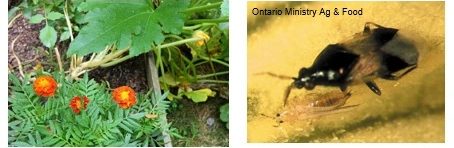 Left: marigolds planted with squash, Right: Orius predatory bug feeding on thrips