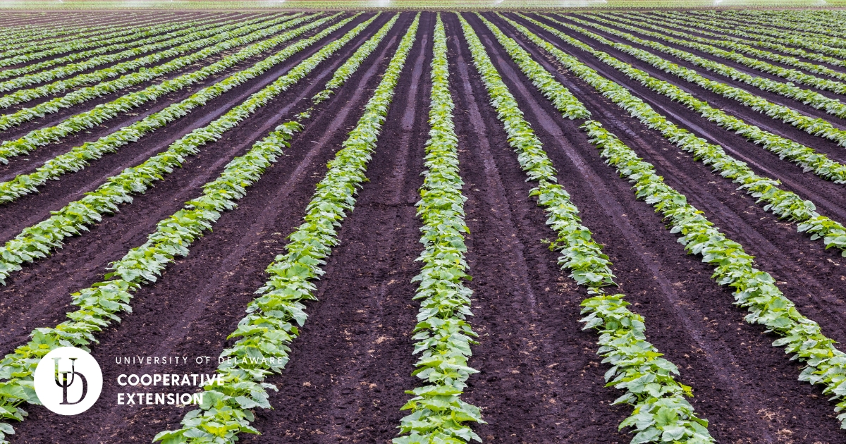 adjust1 - 1 A vegetable field
