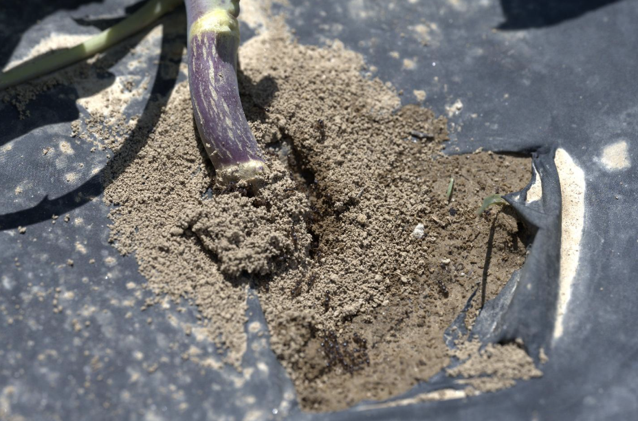 Figure 3. Pavement ant mound at the base of a broccoli transplant. Veronica Yurchak