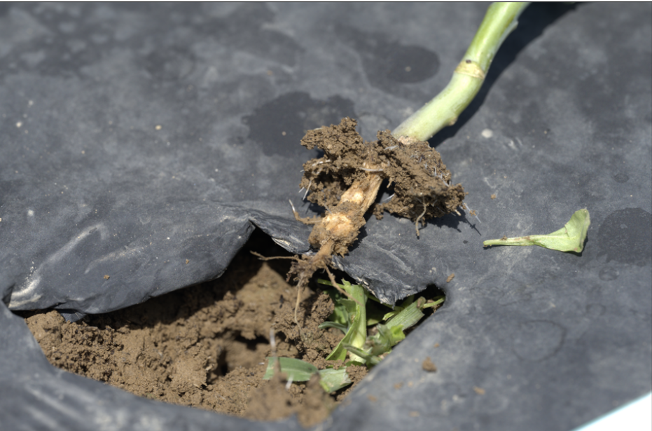 Figure 4. Stem girdling below the soil line of an affected broccoli transplant. Veronica Yurchak