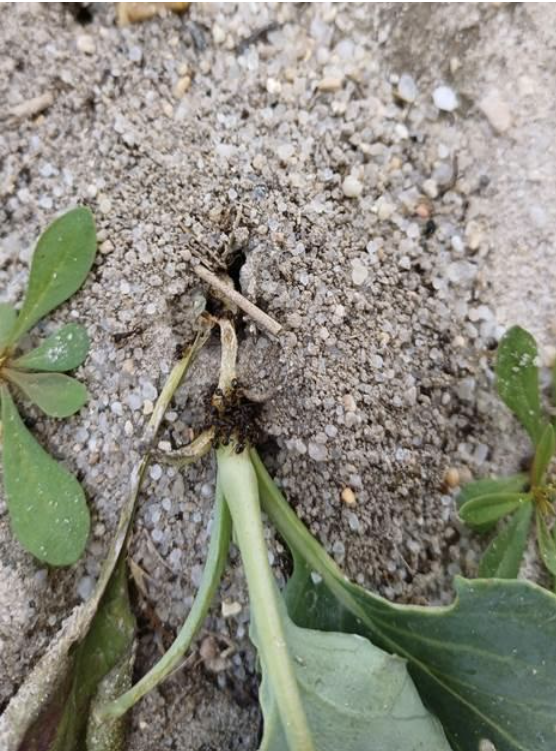 Figure 5. Stem girdling and mound formation at the base of a cabbage transplant. David Owens