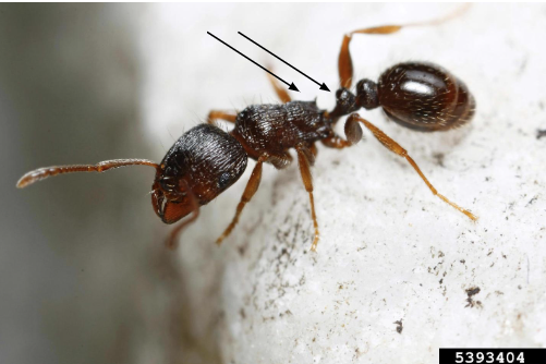 Figure 1. Pavement ant worker showing parallel groves on head and thorax, thoracic spines, and two petiole nodes.